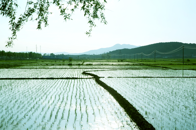 田間 (3)_副本.jpg